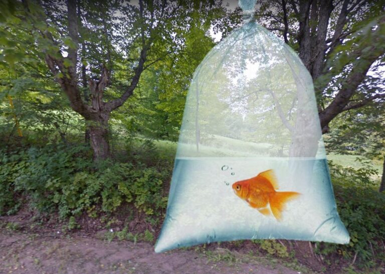 The ‘Goldfish in a Plastic Bag’ Story